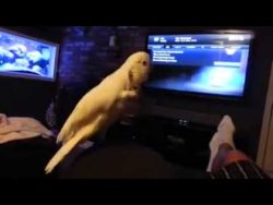 Papagei tanzt zu Old School Rap papagei tanzt zu old school rap