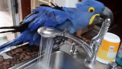 papagei waescht sich unterm wass