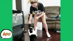 paws up for the fail lustige kat