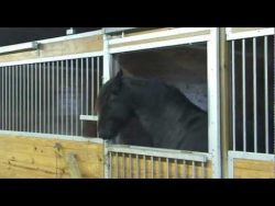 pferd oeffnet stalltueren