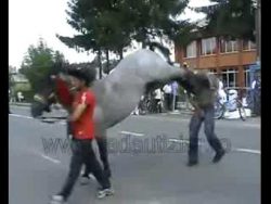 pferd schlaegt aus pferdetritt f