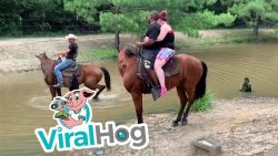 Pferd schmeist Reiter in den Fluss pferd schmeist reiter in den flu