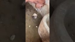 pferd spielt mit kleinem kuecken