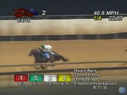 pferd verliert jokey und gewinnt