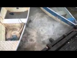 piranhas fuetterung da bleibt ni