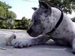 pitbull dame spielt mit kueken