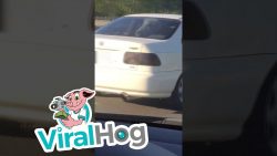 pony faehrt im auto spazieren