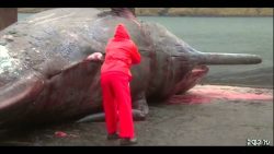 pottwal explodiert mit methan im