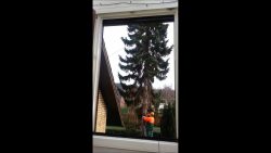 profi beim baumfaellen