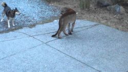 Puma verschwinde aus unserem Hinterhof puma verschwinde aus unserem hin