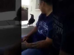 Rabe sagt - Fuck You - zum Mann rabe sagt fuck you zum mann