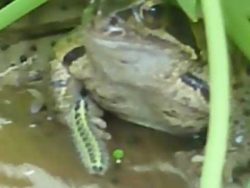 raupe moechte vom frosch gefress