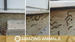 Raupen mögen nicht angeschrien werden raupen moegen nicht angeschrien