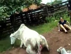 rebellisches kalb wehrt sich