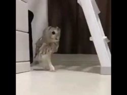 rennende eule in der wohnung