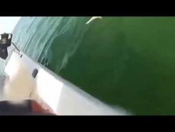 Riesenzackenbarsch frisst Hai riesenzackenbarsch frisst hai