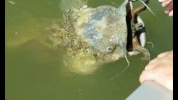 riesiger wels verschluckt sich a