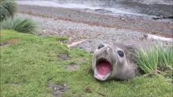 robben alaaaaaaaaarm