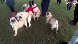 rudelbums mit moepsen