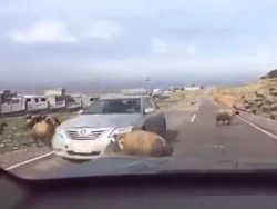 Schafe kämpfen miteinander - Auto stört schafe kaempfen miteinander auto