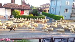 Schafe machen Pause an einer Hecke und fressen schafe machen pause an einer hec