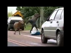 schafe rennen leute um