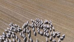 schafherde aus der vogelperspekt