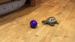 schildkroete spielt mit einem ba