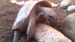 schildkroete voegelt einen stein