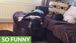 schlafender hund faellt vom sofa