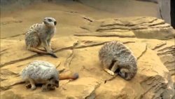 schlafendes erdmaennchen rollt v