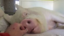 schlafendes schwein frisst ein b