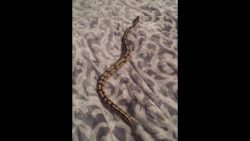 schlange auf einer decke