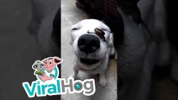 schnecke kriecht ueber hundenase