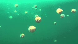 schnorcheln im quallen see jelly