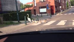 schwaene nehmen den zebrastreife