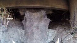 schwein als frecher untermieter