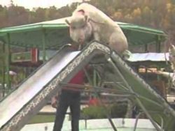 schwein auf der tierischen rutsc