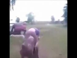 schweinereiter mann reitet auf e