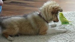 sheltie welpe spielt mit wellens