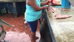 So kann man auch den Fischabfall los werden so kann man auch den fischabfall