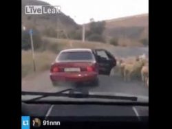 so klaut man ein schaf mit dem a