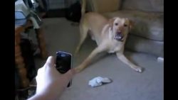 so leicht lassen sich tiere ersc