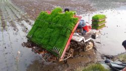 so wird reis angepflanzt