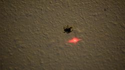 Spinne jagt den Laserpunkt spinne jagt den laserpunkt