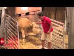stier geniesst das erste mal sei