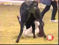 stier zieht mann die hose aus