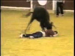 stierbulle vs idiot in der stier
