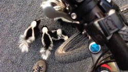 stinktier familie kommt zu besuc