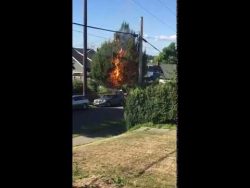 Stromleitung entzündet Baum im Garten stromleitung entzuendet baum im